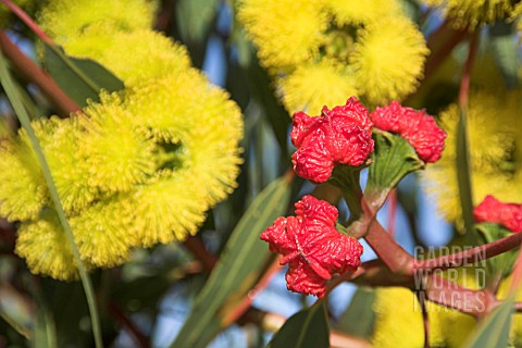 EUCALYPTUS_ERYTHROCORYS_BUD_CAPS_WITH_FLOWERS_IN_BACKGROUND