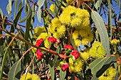 EUCALYPTUS ERYTHROCORYS BUD CAPS WITH FLOWERS IN BACKGROUND