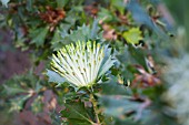 NATIVE WESTERN AUSTRALIAN BANKSIA SESSILIS FLOWER