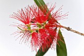 CALLISTEMON FLOWER