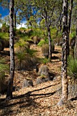 REMNANT WESTERN AUSTRALIAN MARRI (CORYMBIA CALOPHYLLA) AND XANTHORRHOEA WOODLAND