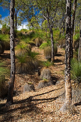 REMNANT_WESTERN_AUSTRALIAN_MARRI_CORYMBIA_CALOPHYLLA_AND_XANTHORRHOEA_WOODLAND