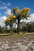 NATIVE WESTERN AUSTRALIAN NUYTSIA FLORIBUNDA TREE IN FULL FLOWER