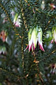 DECLARED RARE FLORA (DRF), DARWINIA MEEBOLDII, NATIVE TO AN ISOLATED GEOGRAPHICAL REGION OF WESTERN AUSTRALIA