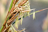 ANTHERS HANGING FROM AUSTRALIAN LEPIDOSPERMA SEDGE IN FLOWER