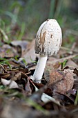 COPRINUS FUNGI