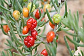 EDIBLE BERRIES OF THE NATIVE WESTERN AUSTRALIAN ENCHYLAENA TOMENTOSA SHRUB