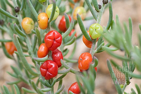 EDIBLE_BERRIES_OF_THE_NATIVE_WESTERN_AUSTRALIAN_ENCHYLAENA_TOMENTOSA_SHRUB