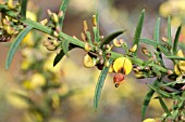 NATIVE WESTERN AUSTRALIAN DAVIESIA ANGULATA