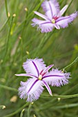 NATIVE WESTERN AUSTRALIAN THYSANOTUS FLOWER