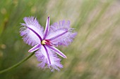 NATIVE WESTERN AUSTRALIAN THYSANOTUS FLOWER.