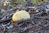 SCLERODERMAL GENUS FUNGAL EARTH BALL ERUPTING IN THE AUSTRALIAN BUSH