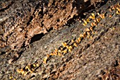 CALOCERA GUEPINIOPSIS FUNGI ON ROTTING AUSTRALIAN BANKSIA TREE LOG