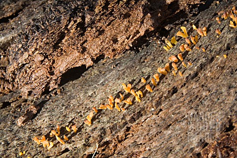 CALOCERA_GUEPINIOPSIS_FUNGI_ON_ROTTING_AUSTRALIAN_BANKSIA_TREE_LOG