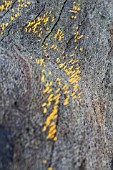 CALOCERA GUEPINIOPSIS FUNGI ON ROTTING AUSTRALIAN BANKSIA TREE LOG