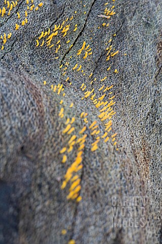 CALOCERA_GUEPINIOPSIS_FUNGI_ON_ROTTING_AUSTRALIAN_BANKSIA_TREE_LOG