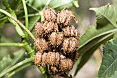 RICINUS COMMUNIS SEED CAPSULES