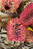 BANKSIA CALEYI