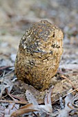 FUNGI ERUPTING FROM SOIL AND LEAF LITTER IN THE AUSTRALIAN BUSH