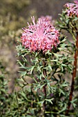 ISOPOGON DUBIUS SHRUB