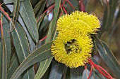 EUCALYPTUS ERYTHROCORYS FLOWER