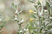 OLEARIA AXILLARIS