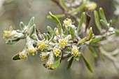 OLEARIA AXILLARIS