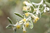 OLEARIA AXILLARIS