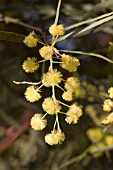 ACACIA ITEAPHYLLA