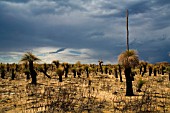 WESTERN AUSTRALIAN XANTHORRHOEA GRASS TREES UNDER STORMY SKIES IN A LANDSCAPE SCARRED BY A BUSHFIRE