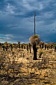 WESTERN AUSTRALIAN XANTHORRHOEA GRASS TREES UNDER STORMY SKIES IN A LANDSCAPE SCARRED BY A BUSHFIRE