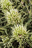 HAKEA CORYMBOSA IN FLOWER