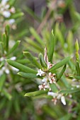 TINY NATIVE AUSTRALIAN LEUCOPOGON FLOWER