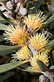 HAKEA CINEREA IN FULL FLOWER