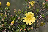 HIBBERTIA HYPERICOIDES