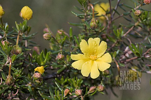 HIBBERTIA_HYPERICOIDES