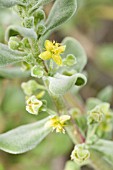 NATIVE SOUTH AFRICAN TETRAGONIA DECUMBENS IN FLOWER. A WEED IN AUSTRALIAN COASTAL ZONES