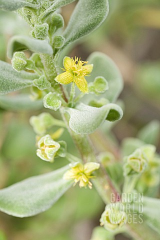 NATIVE_SOUTH_AFRICAN_TETRAGONIA_DECUMBENS_IN_FLOWER_A_WEED_IN_AUSTRALIAN_COASTAL_ZONES