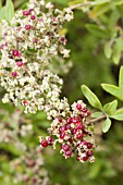 RHAGODIA BACCATA EDIBLE BERRIES