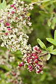 RHAGODIA BACCATA EDIBLE BERRIES