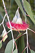 EUCALYPTUS CAESIA FLOWERS