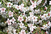 NATIVE AUSTRALIAN BORONIA SHRUB IN FULL FLOWER