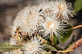 CORYMBIA PTYCHOCARPA