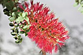 MELALEUCA ELLIPTICA FLOWER SPIKE INFLORESCENCE WITH RAIN DROPS