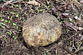 LARGE BOLETE SPECIES FUNGAL BALL ERUPTING OUT OF THE EARTH IN THE AUSTRALIAN BUSH