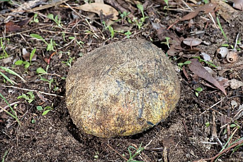 LARGE_BOLETE_SPECIES_FUNGAL_BALL_ERUPTING_OUT_OF_THE_EARTH_IN_THE_AUSTRALIAN_BUSH