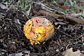 SMALL BOLETE FUNGI GROWING AMONGST LEAF LITTER IN THE AUSTRALIAN BUSH