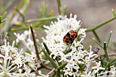 COCCINELLA TRANSVERSALIS & HAKEA LISOCARPHA