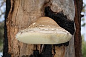 LARGE LAETIPORUS PORTENTOSUS FUNGI ATTACHED TO CORYMBIA CALOPHYLLA TREE