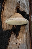 LARGE LAETIPORUS PORTENTOSUS FUNGI ATTACHED TO CORYMBIA CALOPHYLLA TREE